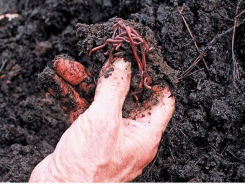 Benefits of vermiculture
