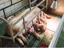 Using egg immunoglobulins to enhance piglet survivability
