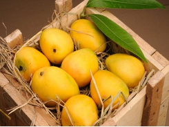 Vĩnh Long works to increase mango exports to US
