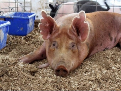 Tips for tackling issues in swine nutrition