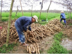 Thâm canh cây sắn dây