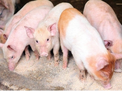 How to use medium-chain fatty acids in pig diets