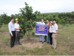 Thâm canh cam sạch