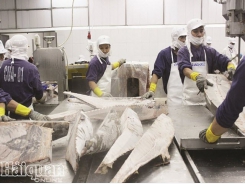 Fisheries industry focusing on solutions to comply with EU regulations