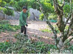 Bac Giang follows lychee production procedure for export