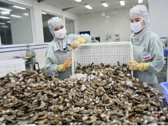 Shrimp exports expected to enjoy fruitful advantages throughout 2020