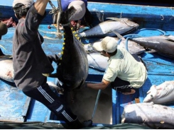 Tuna exports expand 10 percent in 2019