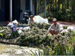 Farmers earn high incomes from VietGAP pineapples