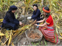 Nghệ organic đi Tây