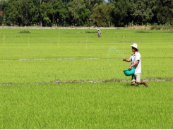 Kiên Giang farmers guaranteed outlets for high-quality rice