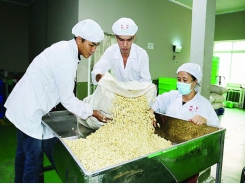 Vietnam’s cashew industry strives to maintain the world’s top position