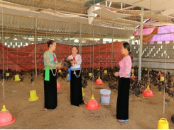 Cooperative develops Huong Nhuong hill chicken brand