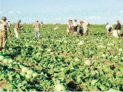 Vietnamese farm owners in Russia