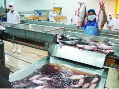 Pangasius export flourishes from the first quarter of the year