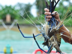 The giant tiger shrimp hub on the Đồng Nai’s laterite soil mountain