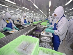 Shrimp exports will be positive in 2020