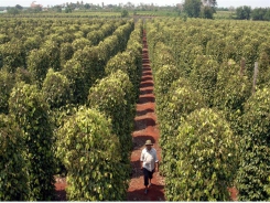 Quality key to pepper growth, not quantity