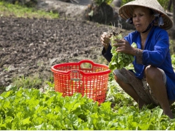 VietGap vegetables yield high incomes for Kiên Giang farmers
