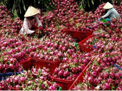 Vietnamese fruit enjoys breakthroughs in demanding markets