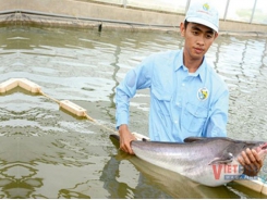 Research for the development of shrimp and pangasius