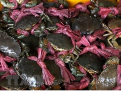 Trà Vinh farmers harvest mud crab for Tết, earn high profit