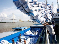 Việt Nam sees rice export growth in January