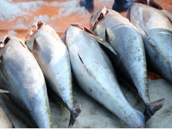 Tuna exports to US surge