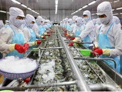 Minh Phú Seafood shares fall on investigation of tax evasion
