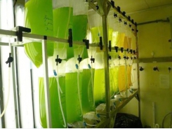 Sản xuất sinh khối tảo thuần làm thức ăn cho tôm cá giống