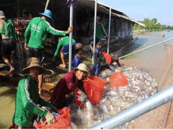 Tra fish exports likely to recover this year