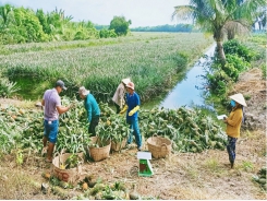 Pineapple's price rises, farmers in Tan Tay possess high profits