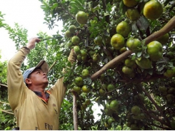 Mekong Delta farmers fret as fruit prices slump