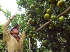 Mekong Delta farmers fret as fruit prices slump