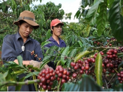 Bayer, Nestlé enhance Vietnam’s agricultural value chains