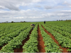 PepsiCo Vietnam expands potato cultivating area, together with farmers for quality