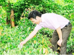 Farmer brings Bầu Mây pepper abroad