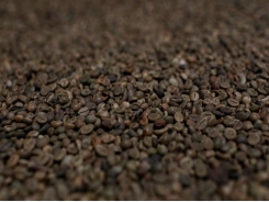 Asia Coffee-Vietnam market lacklustre as container crunch weighs