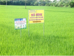 Tiền Giang expands high-tech rice cultivation