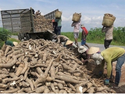 Việt Nam gains cassava export growth in 2020 despite COVID-19