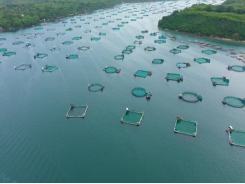 Philippines approves USD 10 million COVID-related stimulus for aquaculture sector