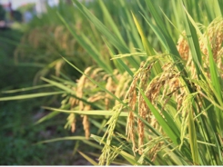 Sản xuất lúa gạo đi đôi với giảm phát thải khí nhà kính
