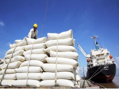 Xuất khẩu gạo vẫn giữ nhịp ổn định