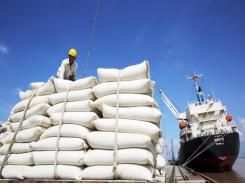 Vietnam's rice exports win big despite one-month interuption