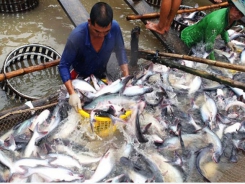 Pangasius exports decreased by 25% in 2020