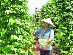 Pepper exports continue to be quiet in 2021