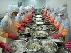 Shrimp exporters bring home 3.85 billion USD in 2020