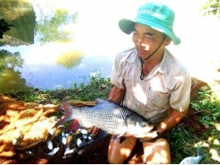 Bí quyết làm giàu - Cựu chiến binh thu tiền tỉ nhờ nuôi cá hô