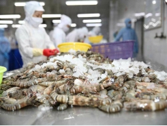 Vietnam’s shrimp export value falls in February following surge in January