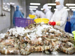 Vietnam’s shrimp, pangasius exports to UK grow