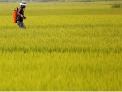 Asia rice - Indian rates scale 3-year peak; Vietnam hit by container shortage